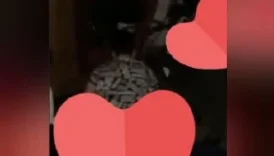 Gençler sınıf arkadaşını sikiyor kız 5 yarrak birden yiyor